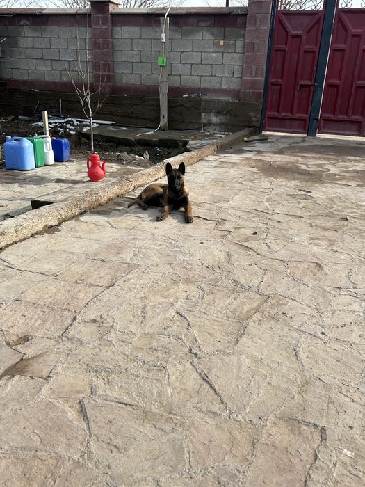 Белгейски овчарка