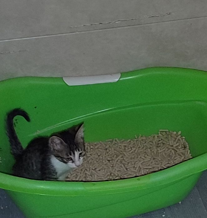 Продается котенок мальчик.