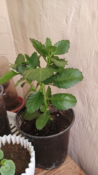 Цветы комнатные. Для дома