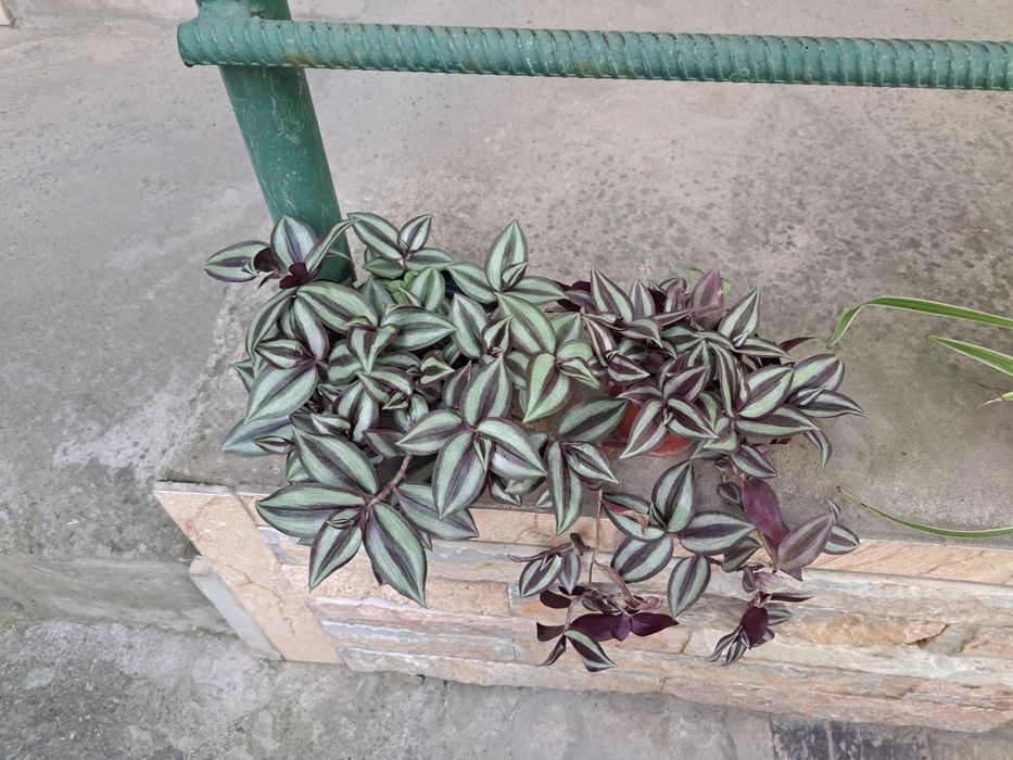 Цветок комнатный