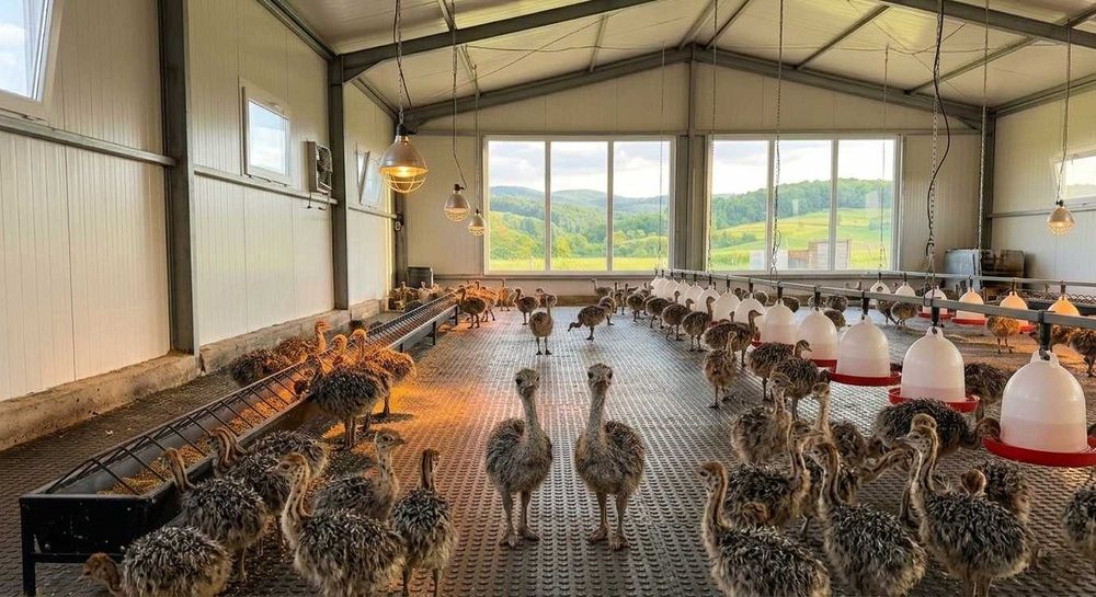 Pui de Struț – 1 lună – Fermă Pocola, Bihor