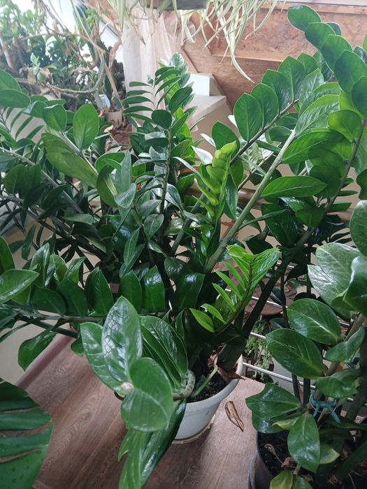 Продам комнатные цветы разные