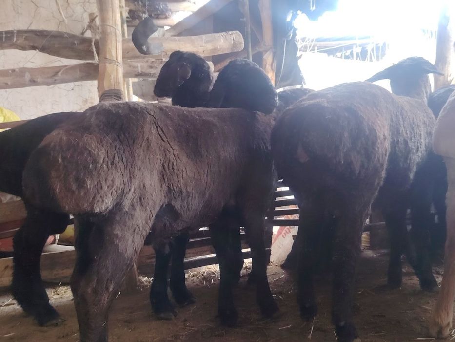 Асаломалекум кочкорлар сотилади 10 та