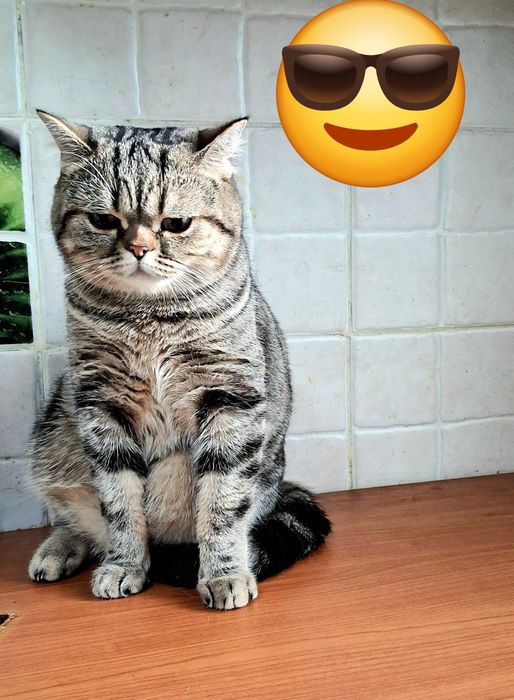 Жених для вашей кошечки