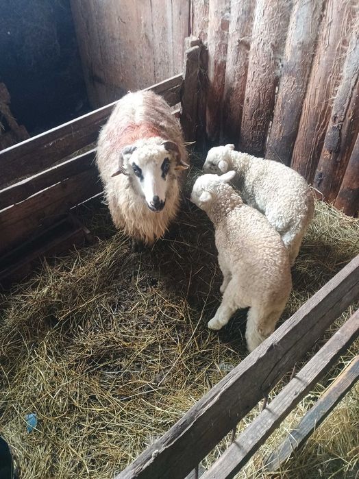 Vând 10 oi ,6 îs fătate