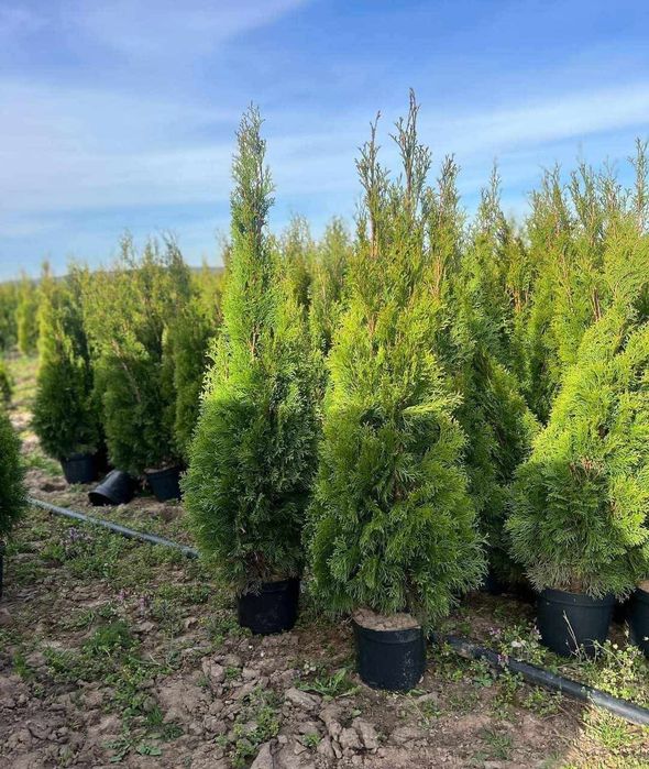 Plante naturale din pepeniera