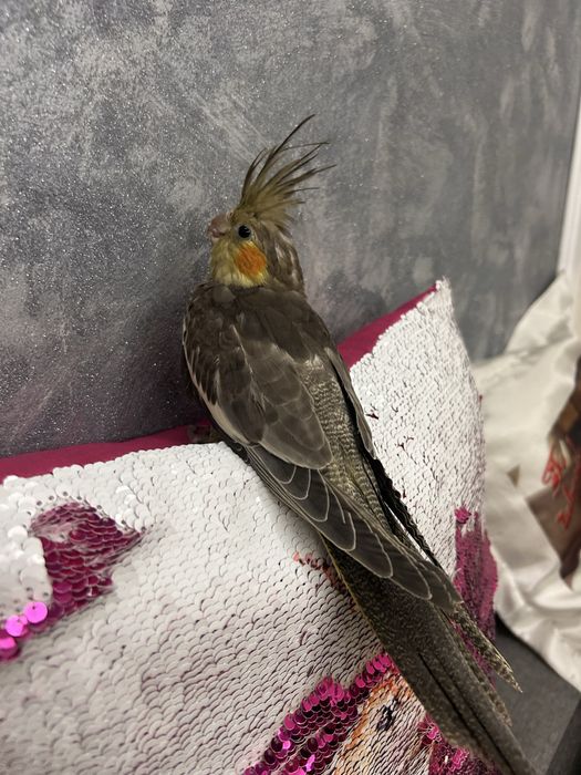 Nimfe jucaușe,pereche