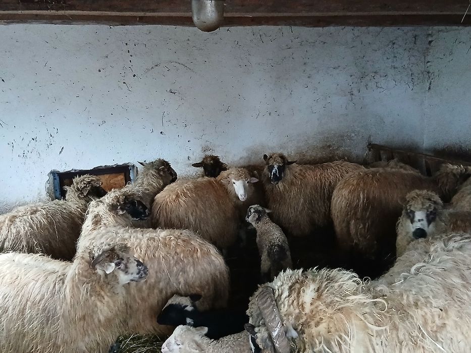 De vânzare oi si miele