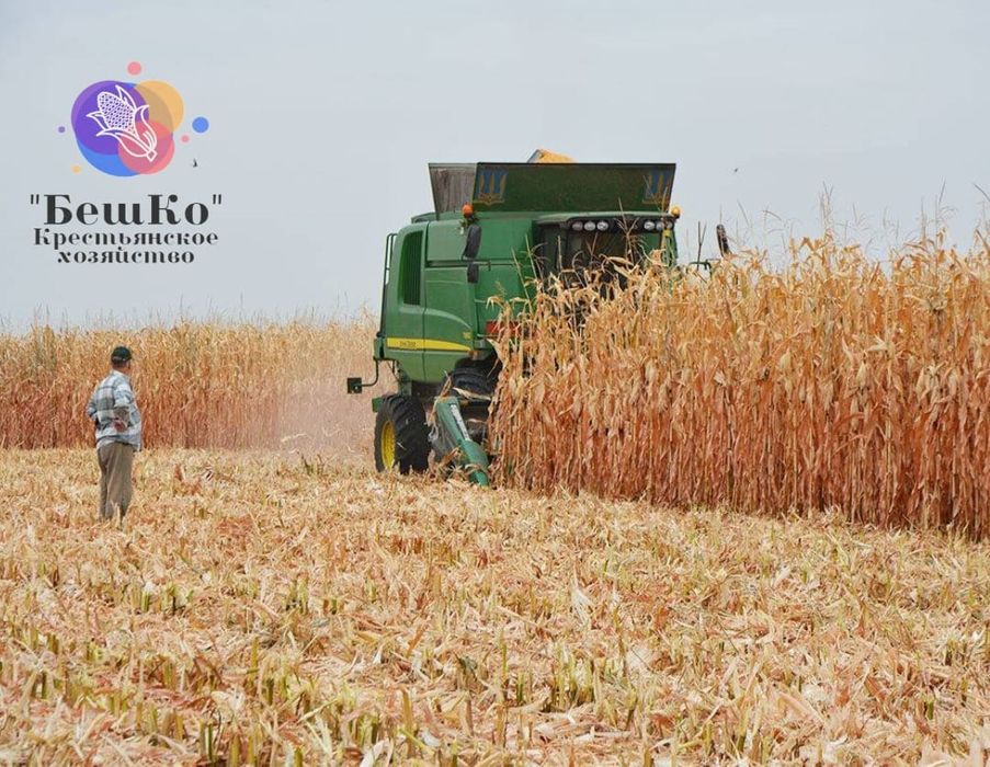 Семена кукурузы. Жүгері ұрығы