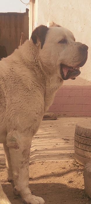 Тез Арада сатылады немесе обмен де болады