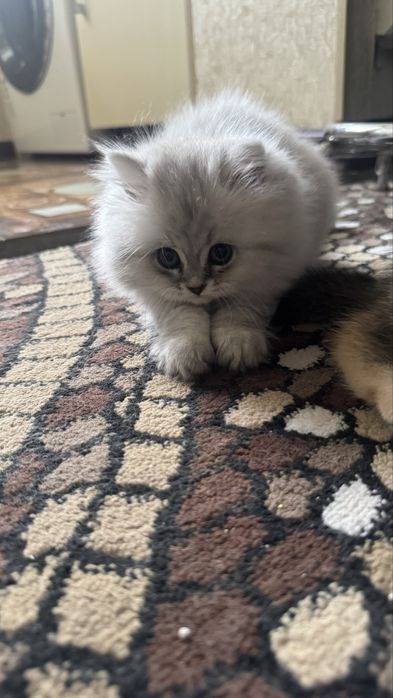 Продается Кошка Mushuk Sotiladi