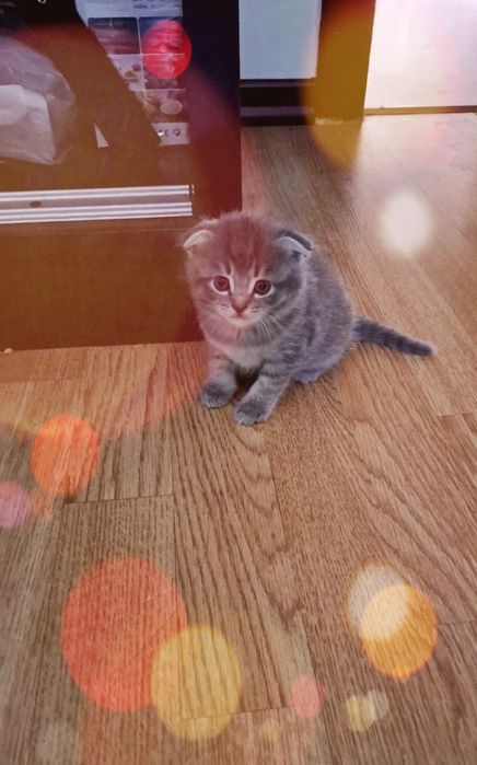 Веслоухие девочки игривые, и активные