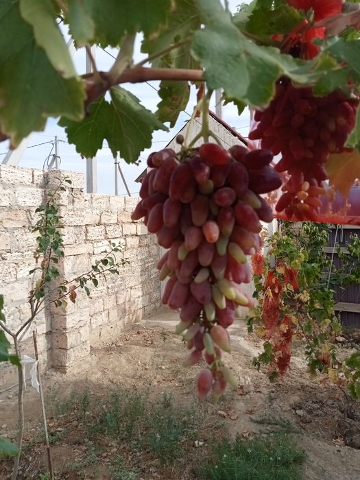 Жүзім шыбықтары сатылады