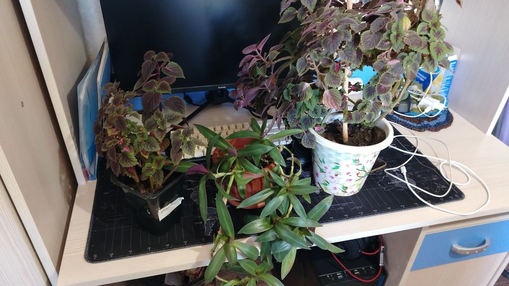 Цветы домашнии цена 2500тенге