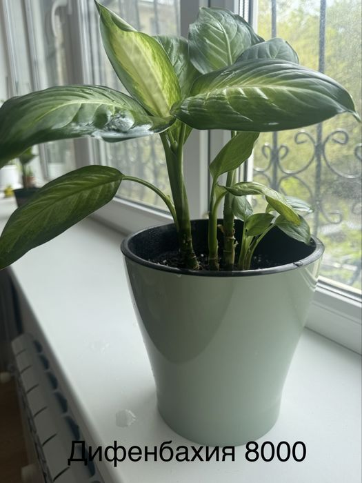 Комнатные цветы ухоженные