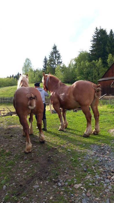 De vânzare,cai amândoi