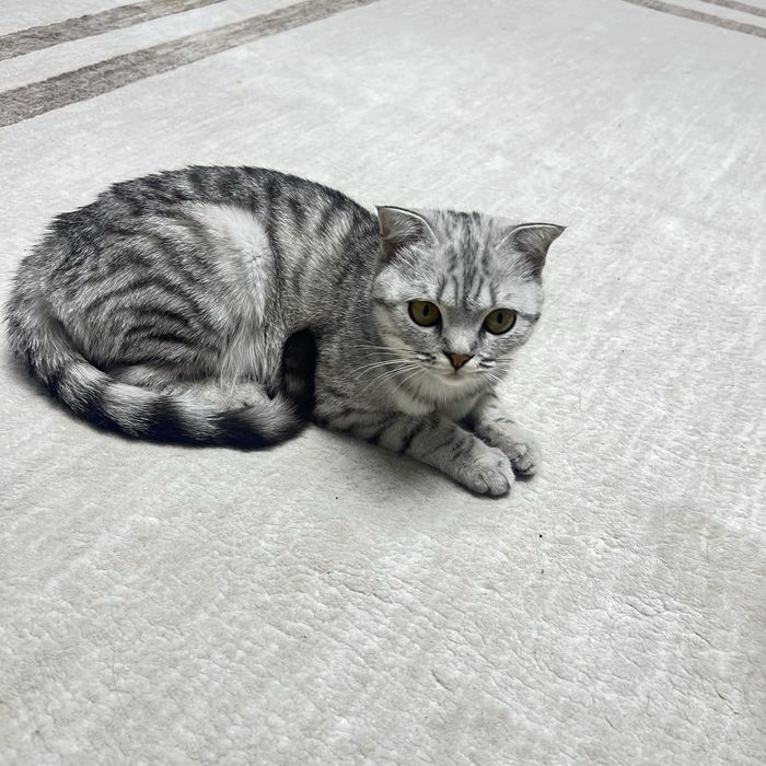 Котята от веслаухой кошки