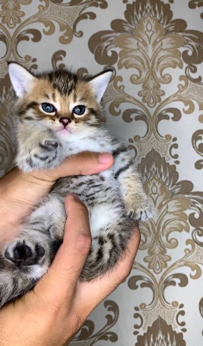 Катята ташкент ,