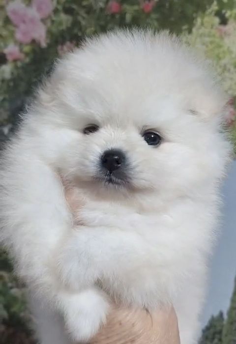 Щенки шпица мини