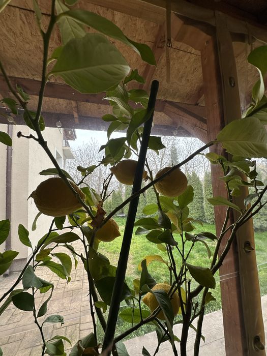 Лимонови дръвчета лимоново дърво лимон