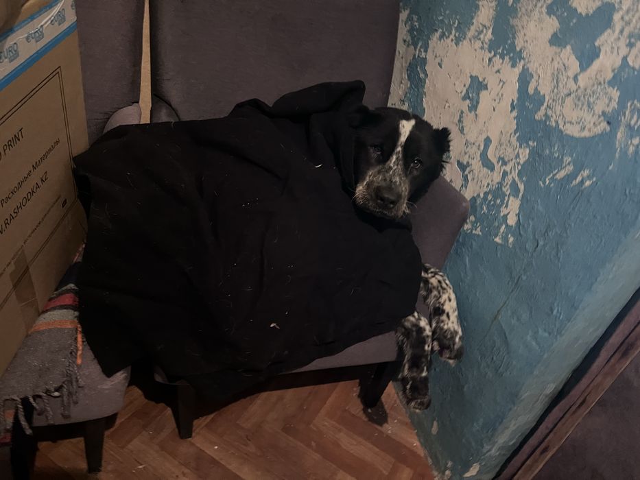 алабай девочка молодая только в добрые руки!