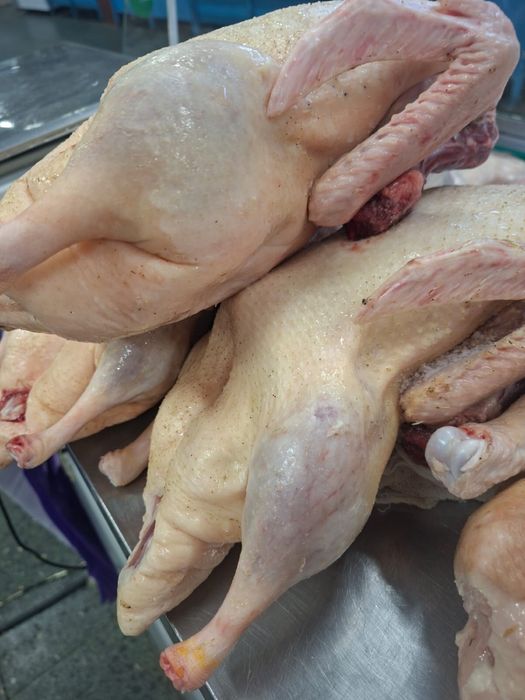 Гуси, куры, перепёлки домашние.