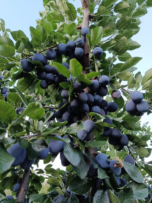 Prune de masă și țuică