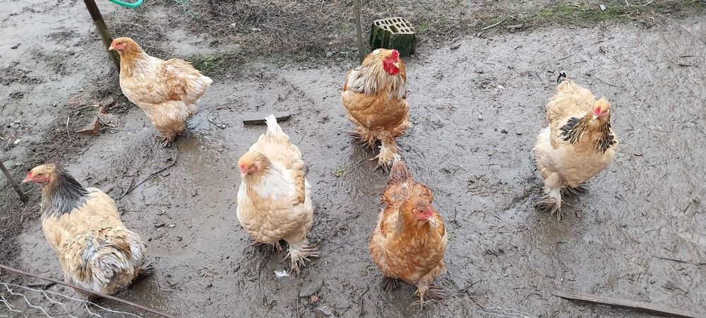 Familie brahma, 1 cocoș + 2 găini