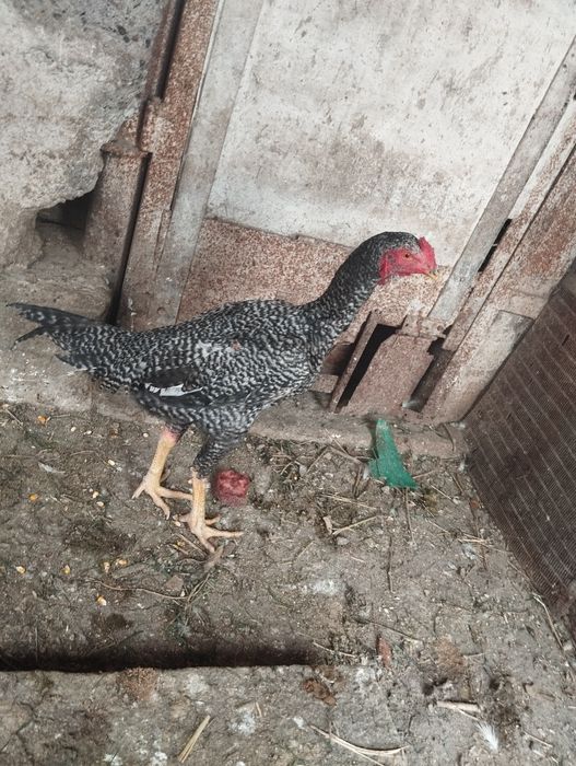 Обмен простой 4тауық 1қоразға