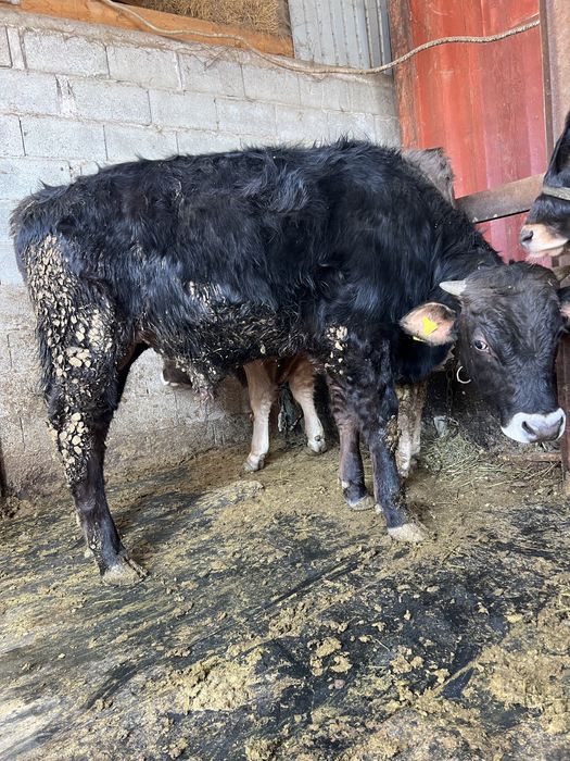 Продам Бычков. Подсосы. 8 месяцев