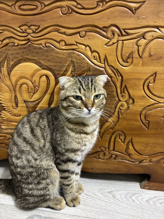 Вислоухий кот, ұл