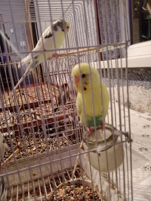 Волнистые попугаи