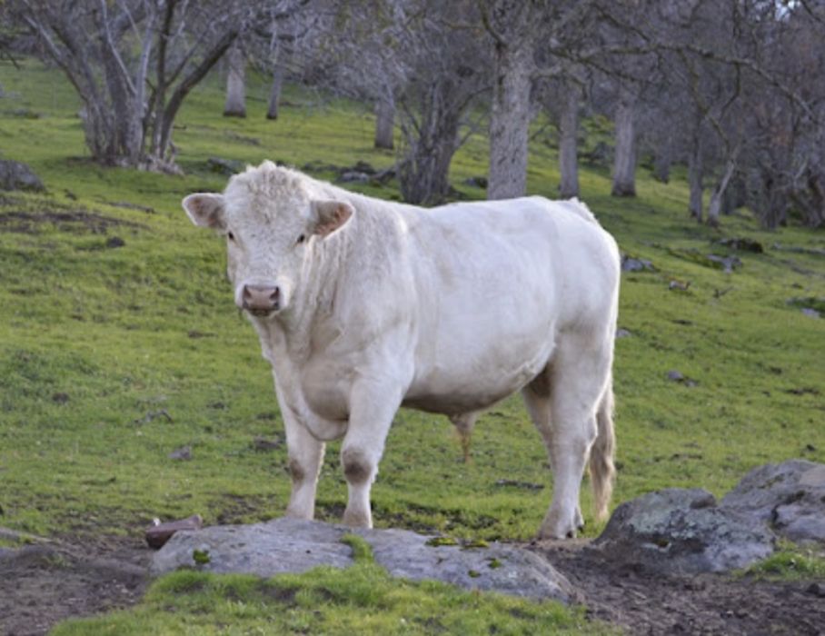 З.а.к.у.п.а.е.м м.я.с.а КРС.