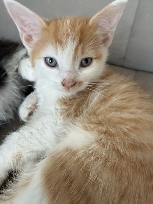 Отдадим котят в добрые руки.