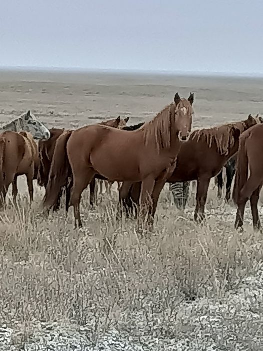 Семыз аигыр сатылады