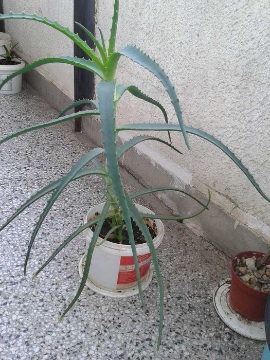 Алое, може размяна за стара компютърна памет или процесор