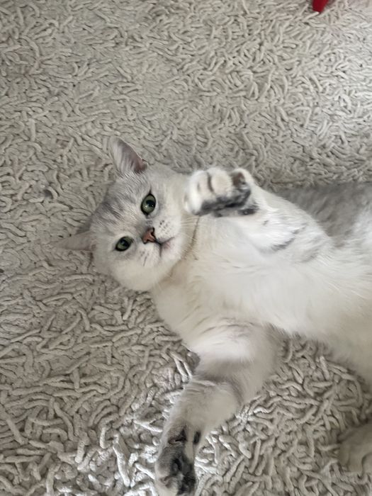 Serebristiya shinshilla srochna sotiladi