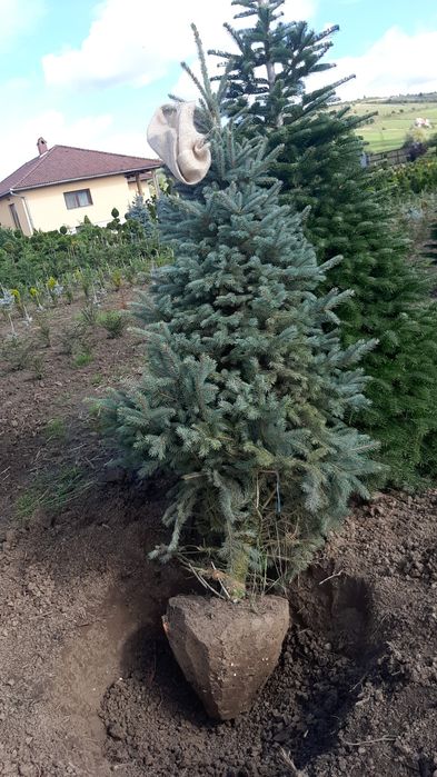 Tuia Brazi Mesteacan Tei Platani Paltini Catalpa