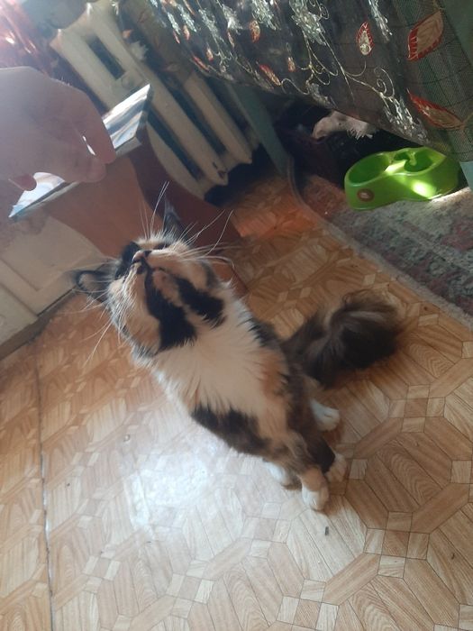 Майкун кошка девочка