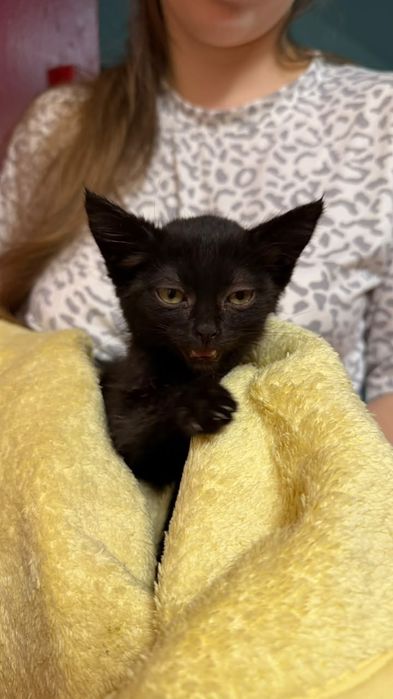 Котёнок черный окрас