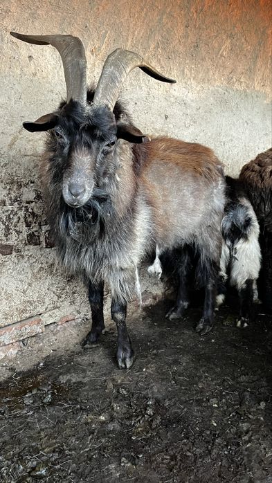 Теке 2 жасар дайын рабочый…………