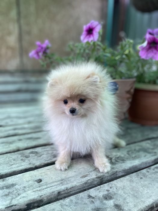 Детки померанского шпица