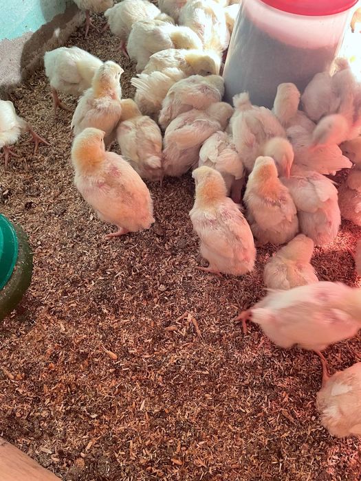 Бройлер ком 500 Россия