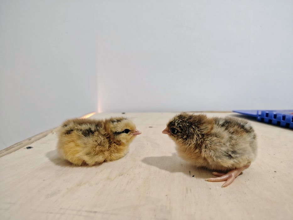 Кученский юбилейная цыплята