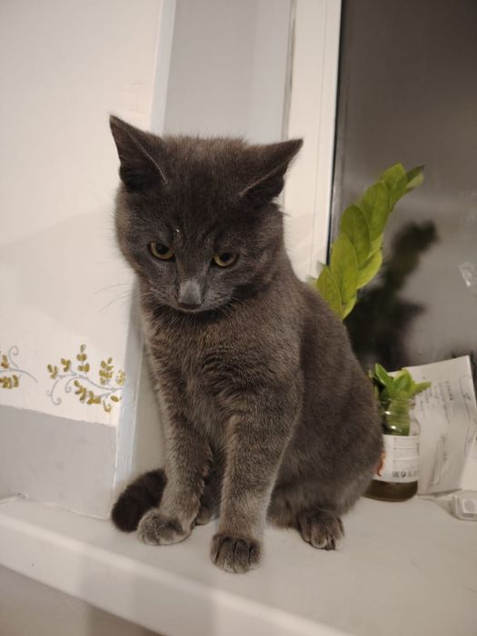 Тегін беремін мысық ұл