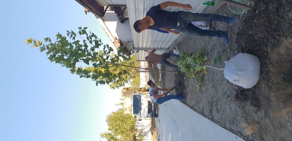 Vindem copaci foiosi platan de mai multe dimensiuni