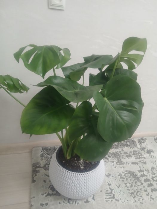 Цветы комнатные для дома и офиса