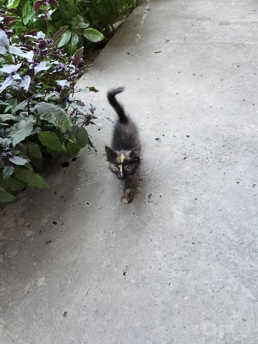 Отдам котят в хорошие руки