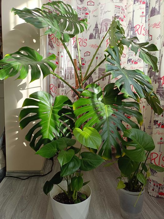 Filodendron cu puieți