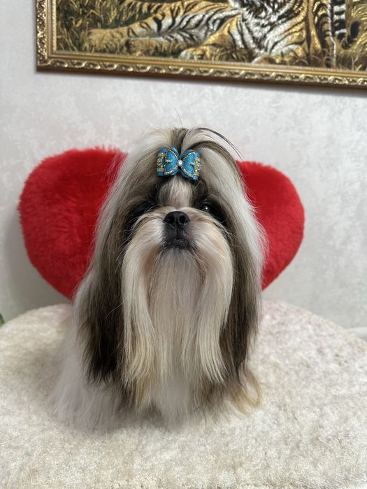 Кукольные щеночки ши-тцу